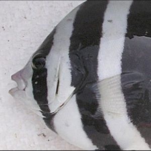 Meet your Posher, Emylin